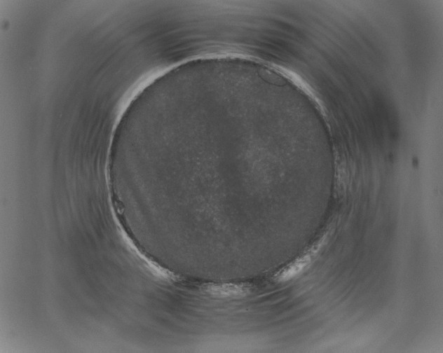 X0000067360943200604131813
