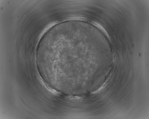 X0000067361043200604131811