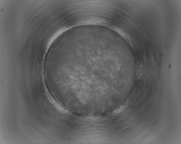 X0000067361086200604131810