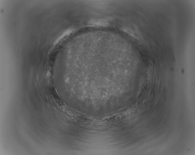 X0000067361254200604131807