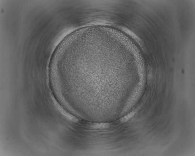 X0000067361423200604131805