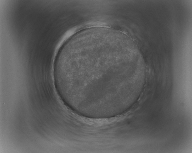 X0000067360006200604212040