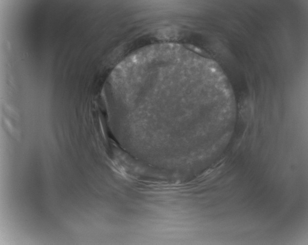 X0000067360233200604212036