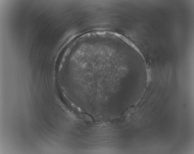 X0000067360243200604212035