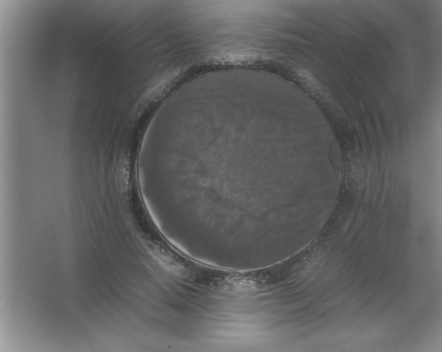 X0000067360640200604212029