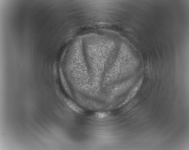 X0000067360662200604212029