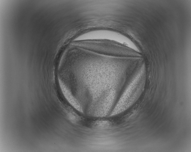 X0000067360685200604212028