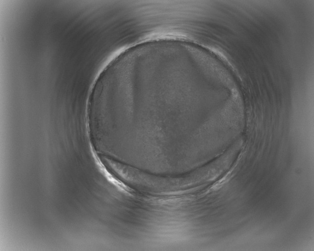 X0000067361038200604212022