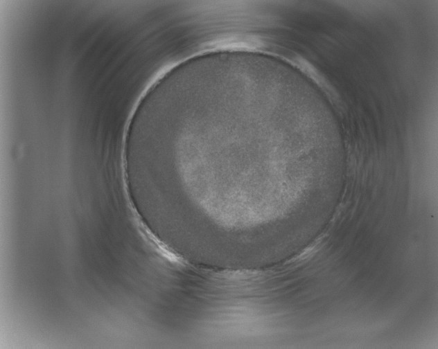 X0000067361240200604212019