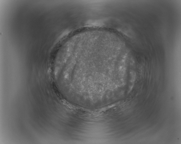 X0000067361254200604212018
