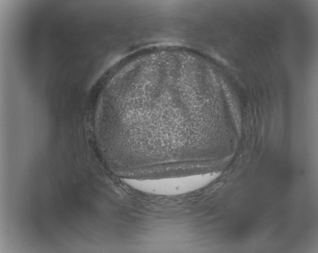 X0000067361255200604212018