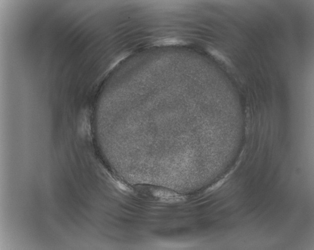 X0000067361305200604212017