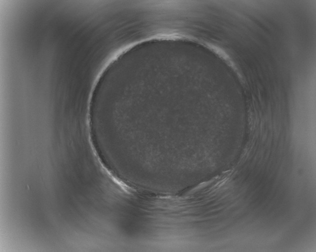 X0000067361327200604212017