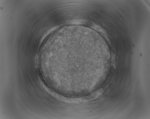 X0000067360012200604281737