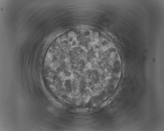 X0000067360049200604281735