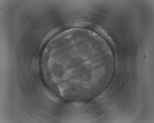 X0000067360250200604281732