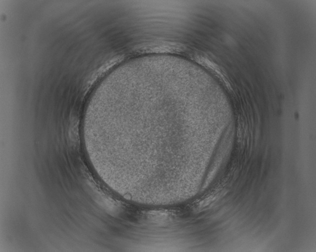 X0000067360394200604281730