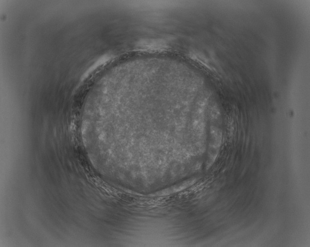 X0000067361254200604281716