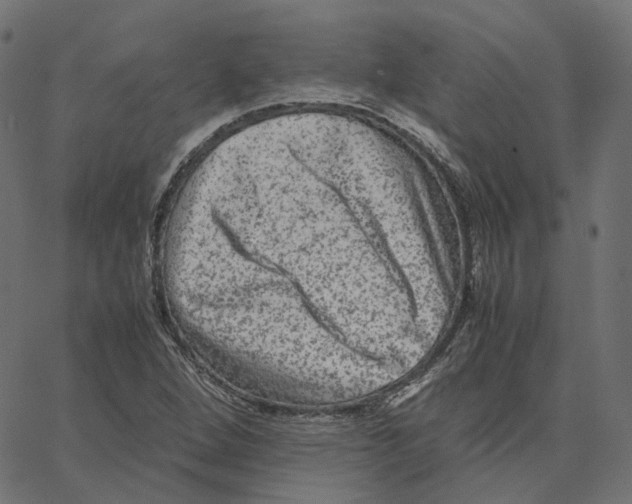 X0000067361264200604281716