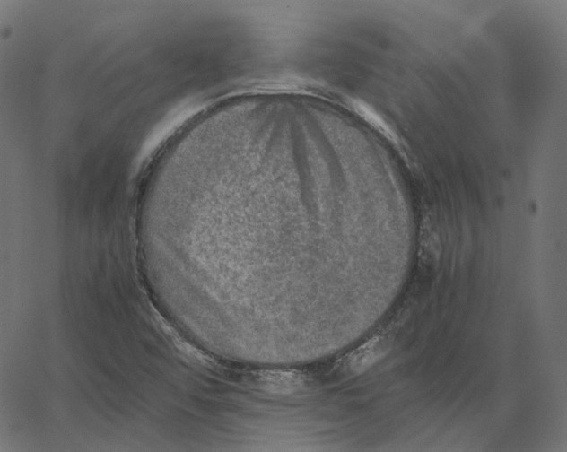 X0000067361456200604281713