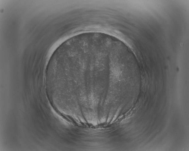 X0000067361527200604281712