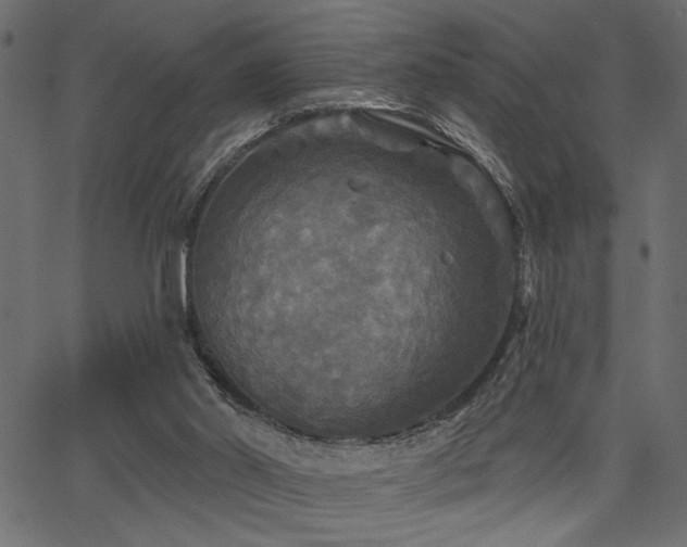 X0000067370014200603311157
