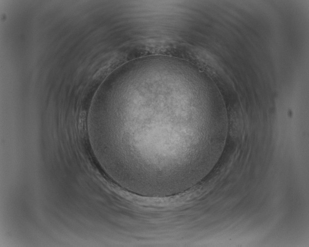 X0000067370034200603311156