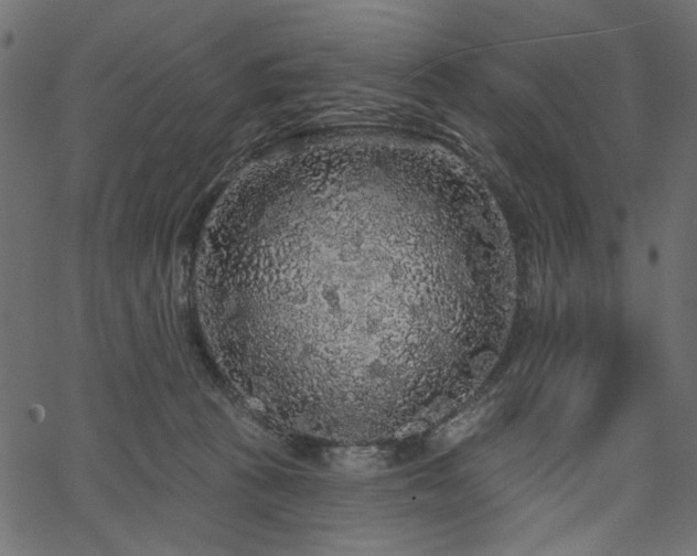 X0000067370273200603311153