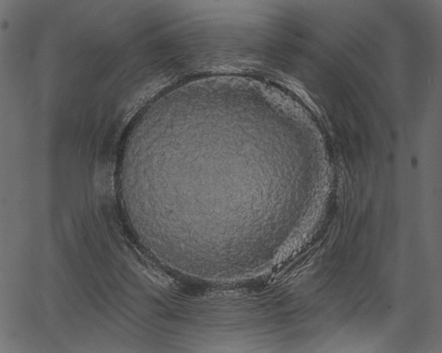 X0000067370299200603311152