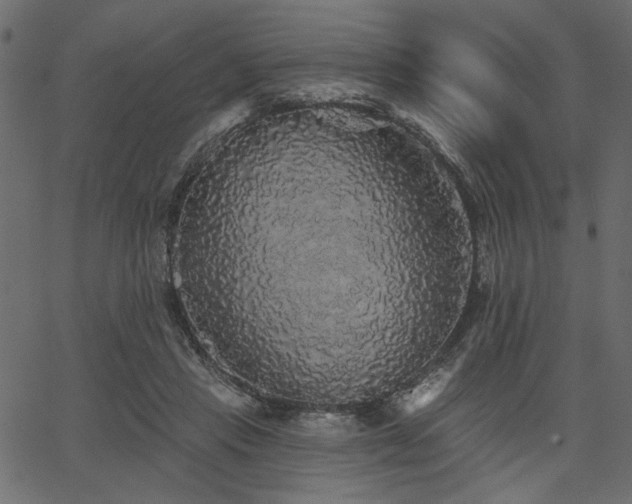 X0000067370453200603311149