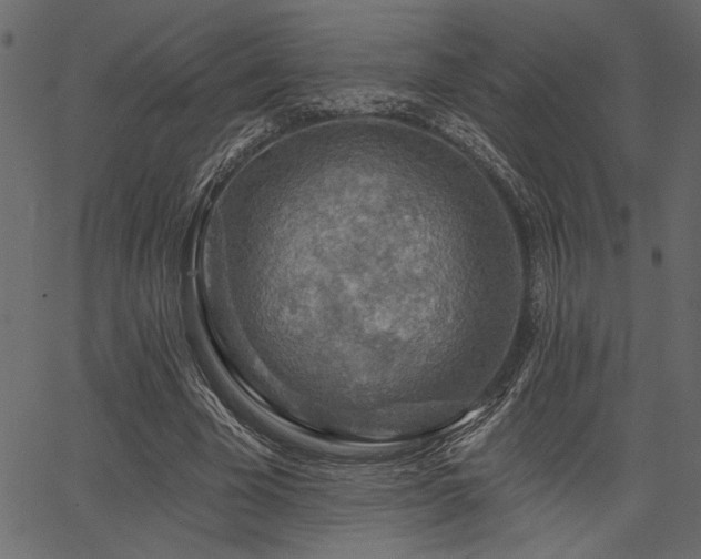 X0000067370585200603311147