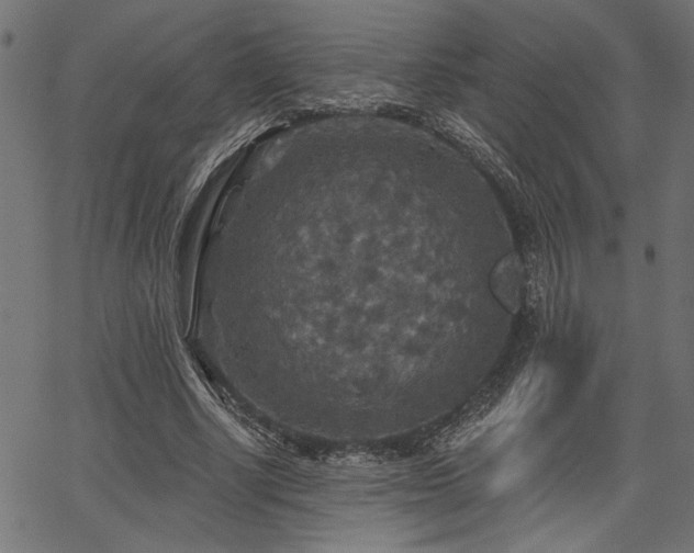 X0000067370634200603311146