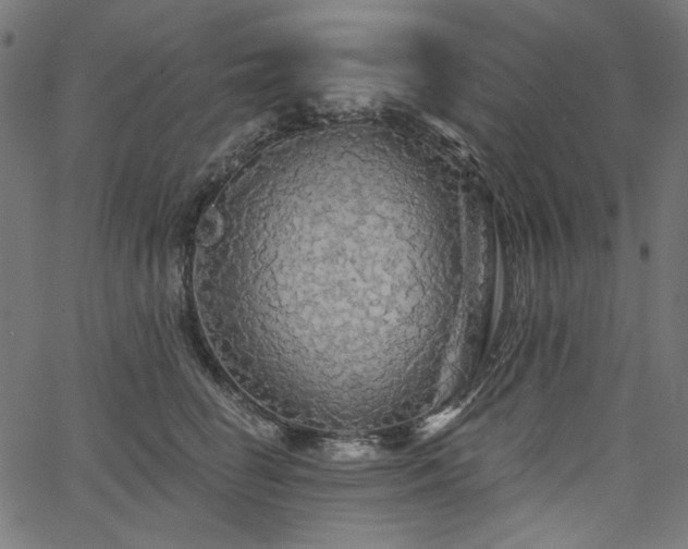 X0000067370662200603311146