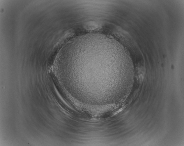 X0000067370664200603311147