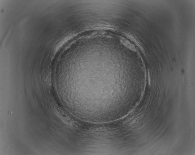 X0000067370675200603311146