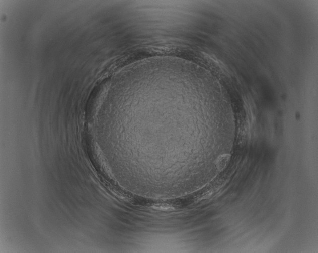 X0000067370749200603311145