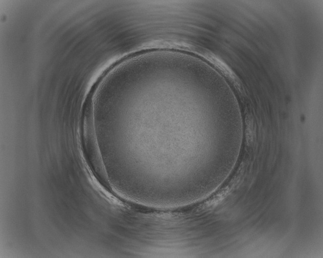 X0000067370896200603311142