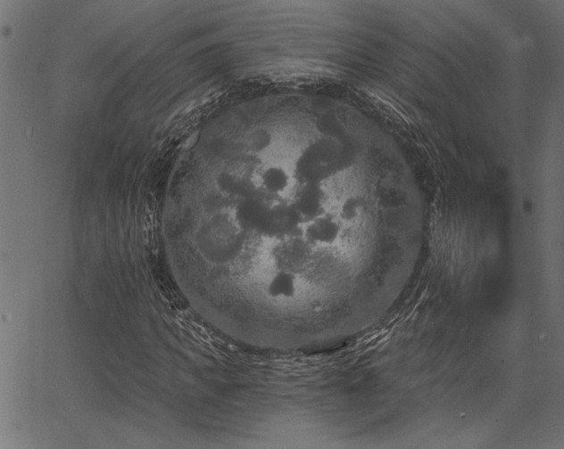 X0000067370917200603311141