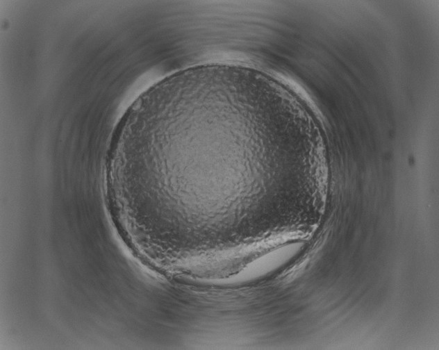X0000067370999200603311141