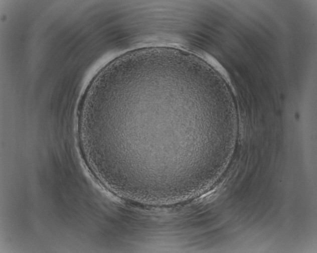 X0000067371096200603311139