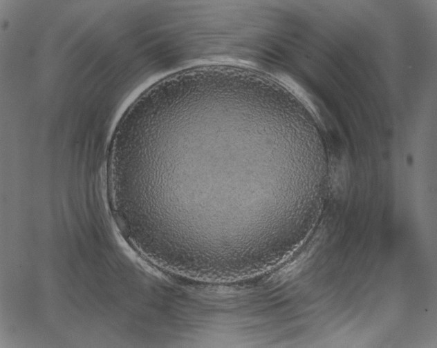X0000067371100200603311139