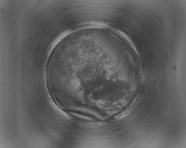 X0000067371243200603311137