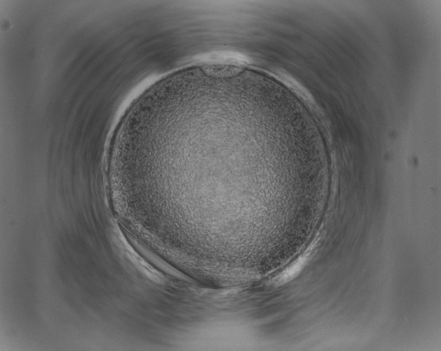 X0000067371248200603311137