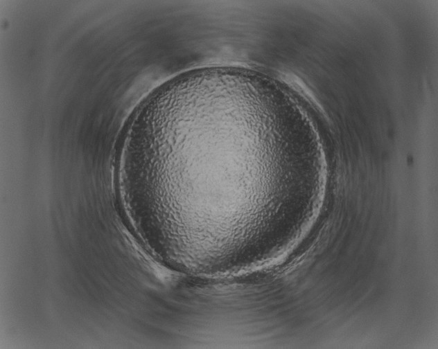 X0000067371268200603311136