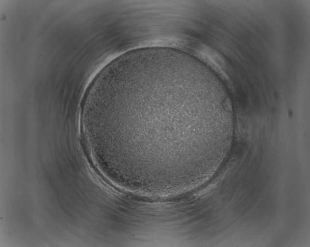 X0000067371276200603311136
