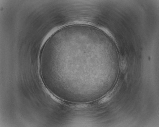 X0000067371294200603311136