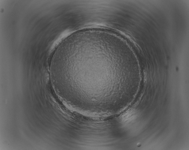 X0000067371363200603311135