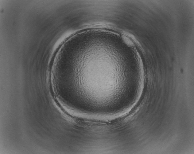 X0000067371424200603311134