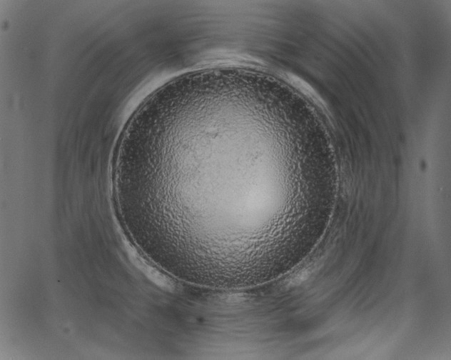X0000067371431200603311134