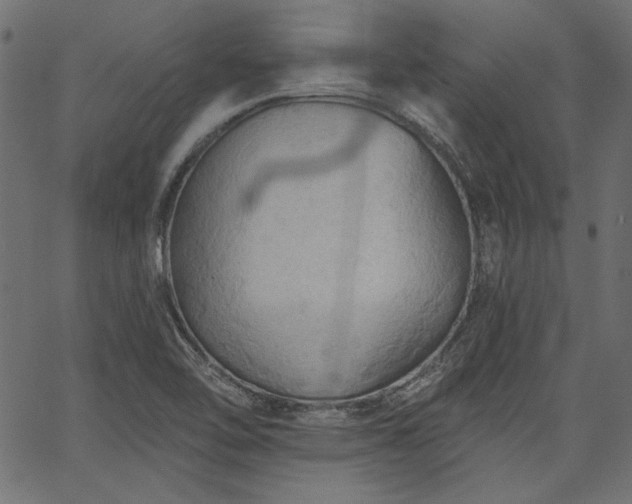 X0000067371462200603311133